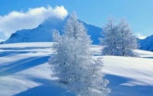 Snow lotus